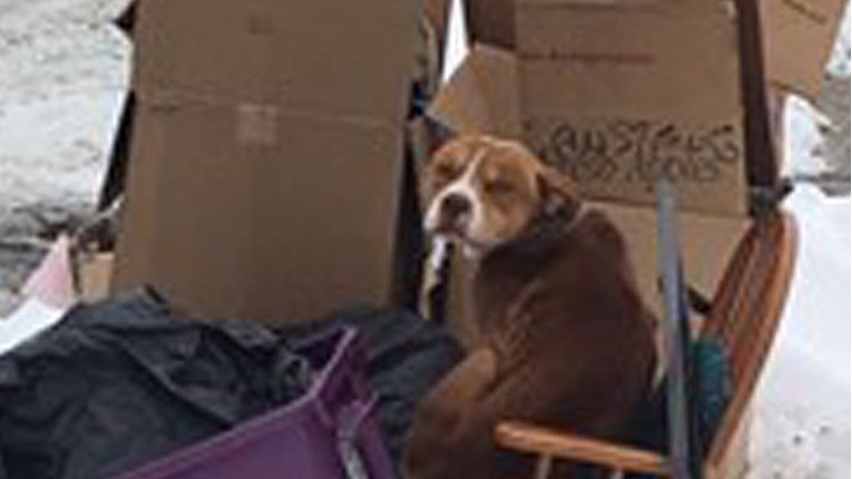 Vjeran pas čeka vlasnike koji su ga poput smeća i po zimi izbacili na cestu